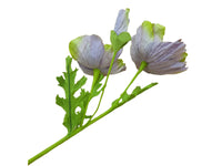 Poppy Garden - Mauve, Green Petals / Pink, Green Centre