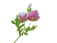Poppy Garden - Pink, White Petals / Pink, Green Centre