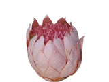 Paper Flower - King Protea - Peach/Pink