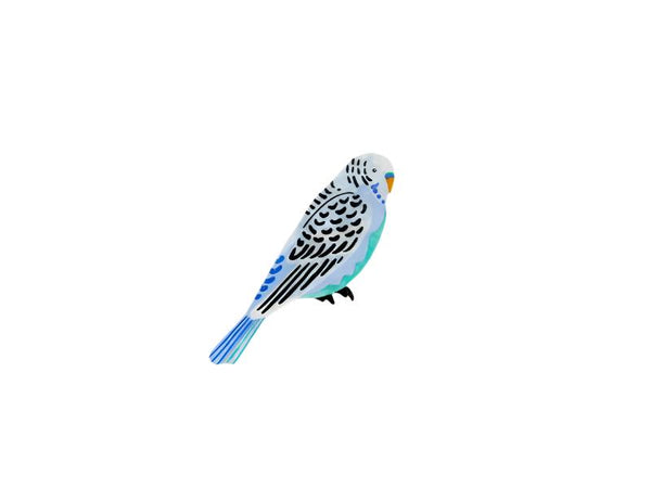 Aerial Budgie Wall Art - Jones & Co