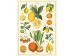 Poster or Gift Wrapping Paper - Citrus