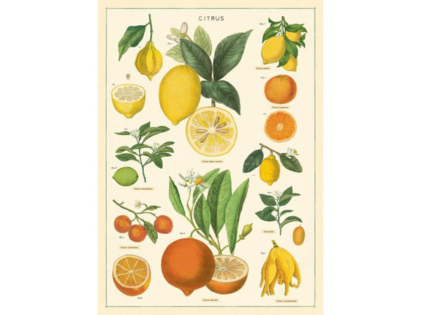 Poster or Gift Wrapping Paper - Citrus