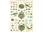Poster or Gift Wrapping Paper - Birds Nest & Eggs