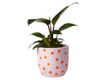 Spot Planter Pot - Lavender Orange - Jones & Co